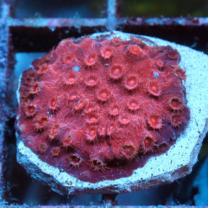 Raspberry Cyphastrea