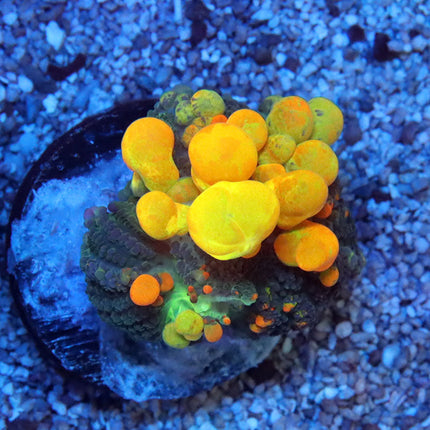 WWC OG Bounce Mushroom