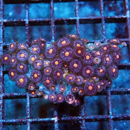 Ultra Blow pop Zoa Mini