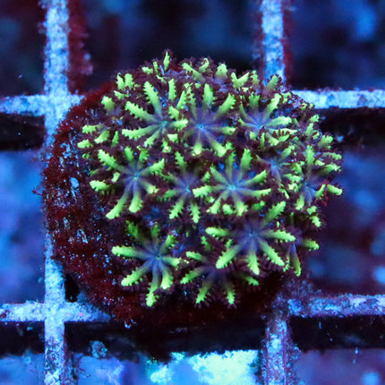 Blue Sympodium