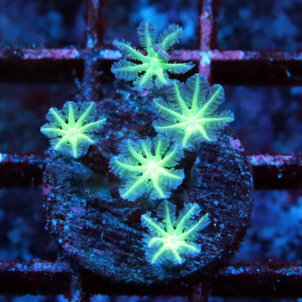 Neon Clove polyps