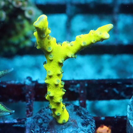Green Goblin Anacropora