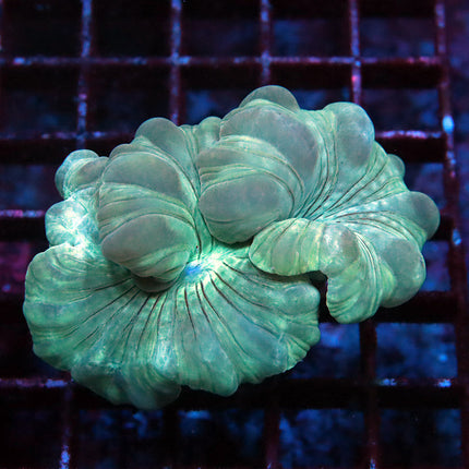 Fantastic Fox Coral