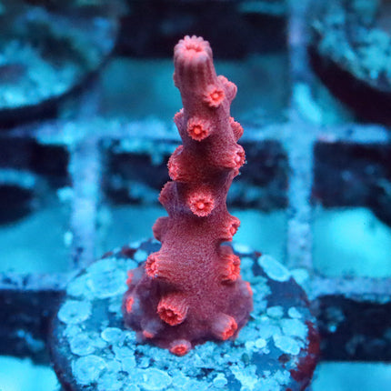 Branching Red Cyphastrea