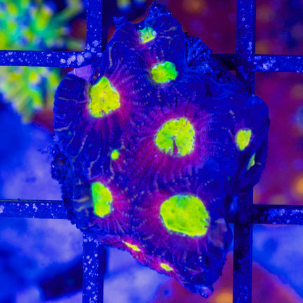 CB Radioactive Favia