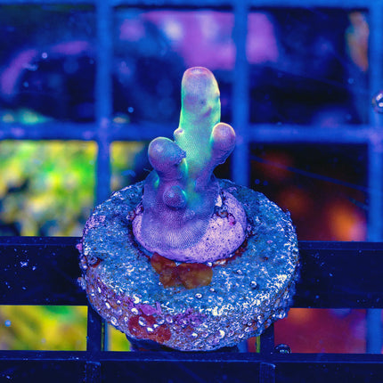 Tusi rainbow granulosa