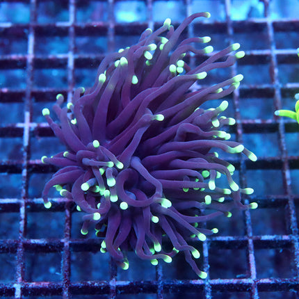 Purple Torch