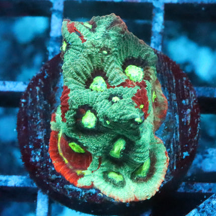 Splatter War Coral