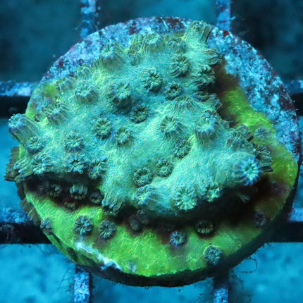 POTO Mint Branching Cyphastrea