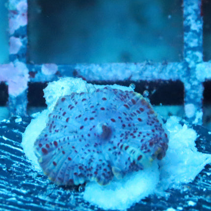 Blues Clues Mushroom