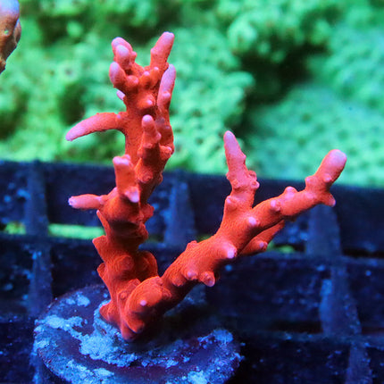 Jason Fox TNT Anacropora