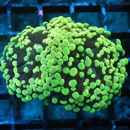 Neon Frammer