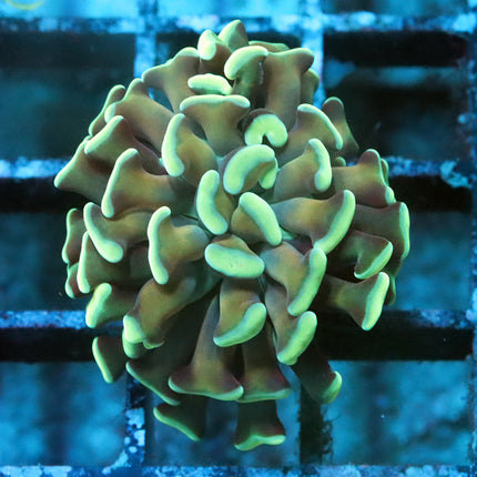 Golden Stem Branching Hammer