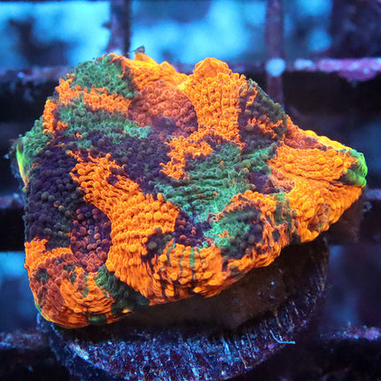 POTO Bengal Tiger Acan Echinata