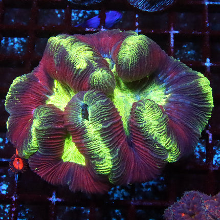 Electric Pink Lemonade Trachy
