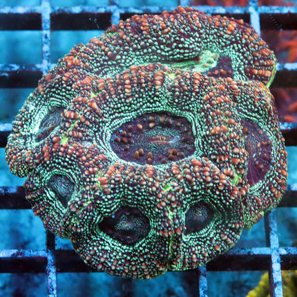 POTO Blue Diamond Bowerbanki Mini Colony