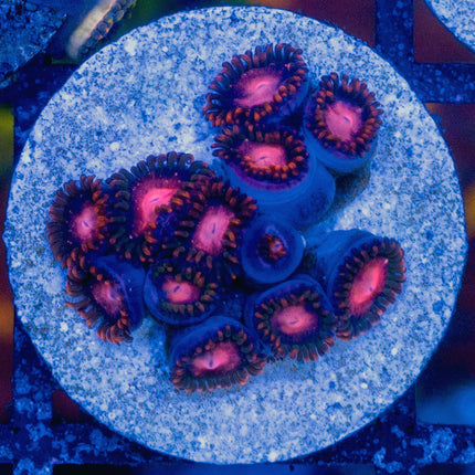 KH Sunburst Zoa