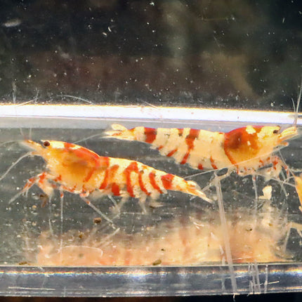 Fancy Red Tiger Freshwater Shrimp Breeding Pair (Stock Photo)