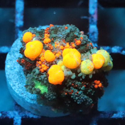 WWC OG Bounce Mushroom