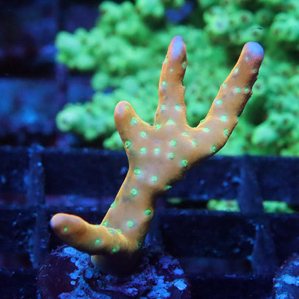 Tropicana Anacropora
