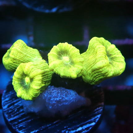 Ultra Kryptonite Candy Cane