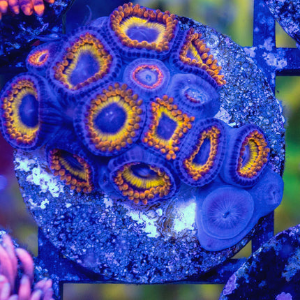Fruitloop Zoa