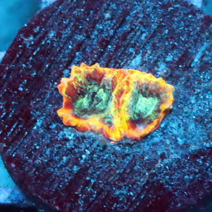 Yellow Submerine Favia