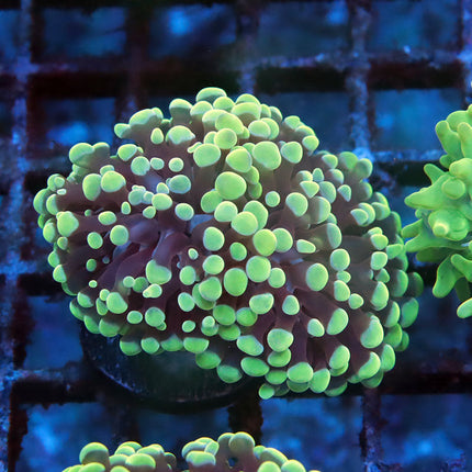 Neon bubble Frammer