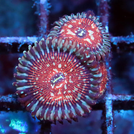 Ultra Salted Agave Zoa
