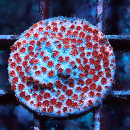 Skittles Bomb Cyphastrea