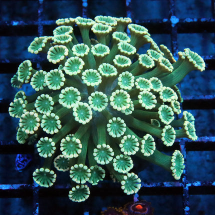 Pinky and the Brain Alveopora