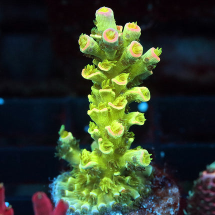 Jason Fox Homewrecker