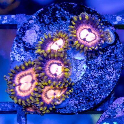 JKR Carb Nebula Zoa