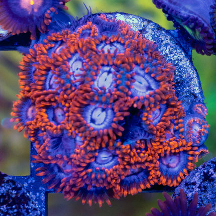 Zoanthids com Snitch Zoa