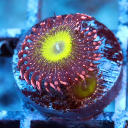 CB Omega Zoa