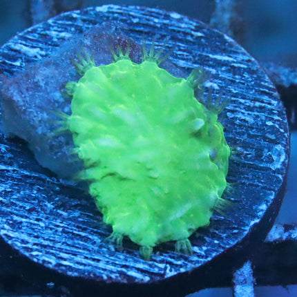 Neon Cabbage Coral