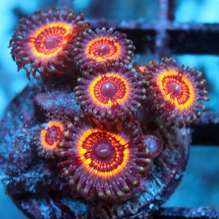 POTO Drax the Destroyer Zoa