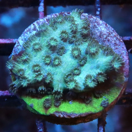 Blueberry Branching Cyphastrea
