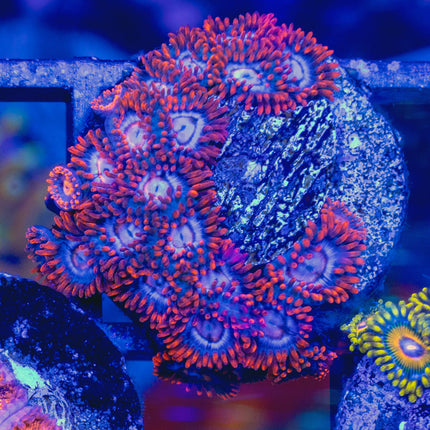 Zoanthids com Snitch Zoa