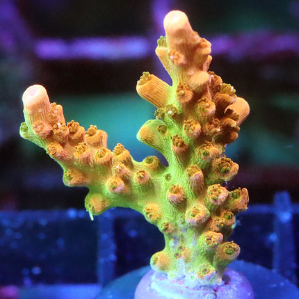 TGC Tropicana