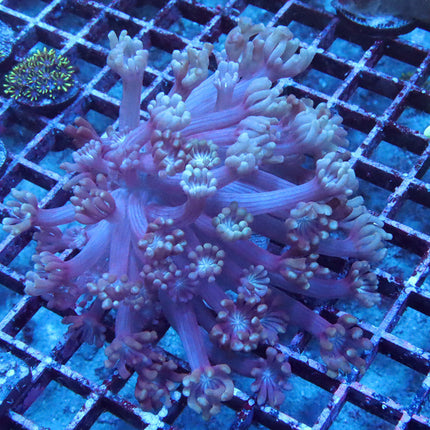 Peach Ring Alveopora Mini Colony