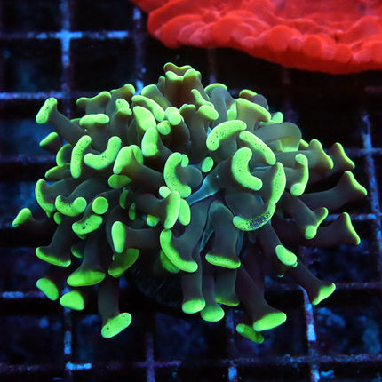 Neon Branching Hammer