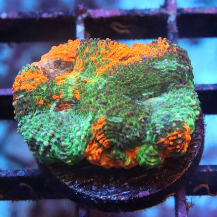 POTO Rainbow Crash Acan Echinata