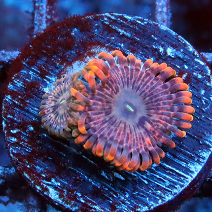Fairy Farts Zoa