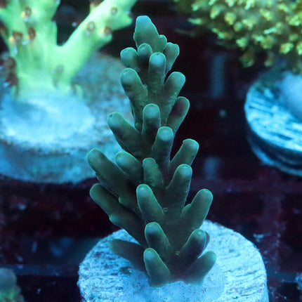 Reef Nation Purple Turaki