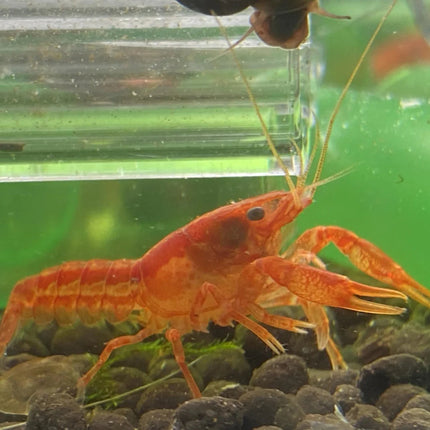 Freshwater Dwarf Orange Mexican Crayfish CPO (Crayfish) - (A pair)