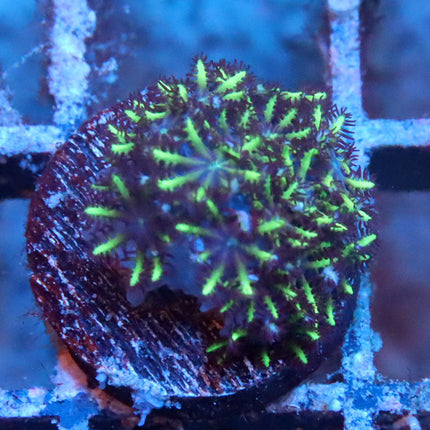 Blue Sympodium