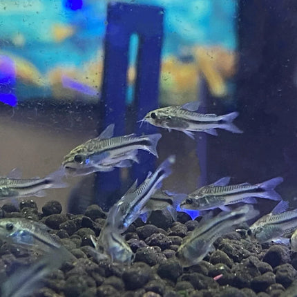 Freshwater Pygmy Cories - Pack of 5