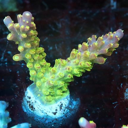 Paletta's Pink Tip