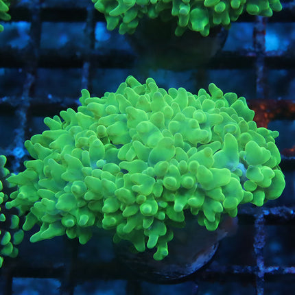 Super Neon Pearl Bubble Coral